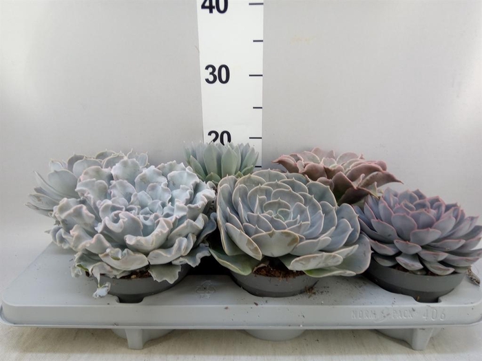 <h4>Echeveria ...mix</h4>