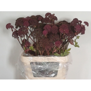 ANGELICA GIGAS