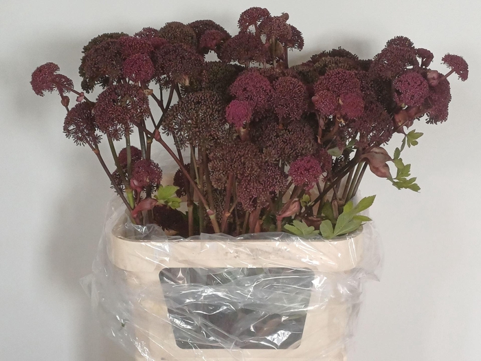 <h4>ANGELICA GIGAS</h4>