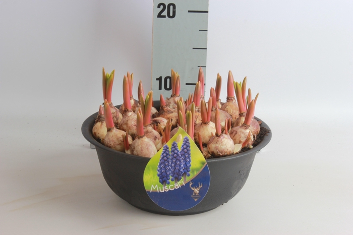 <h4>ARR MUSCARI</h4>