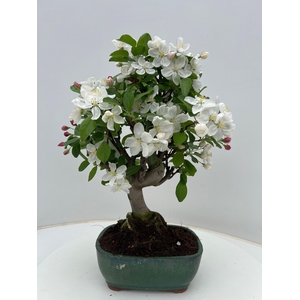 Malus domestica 21cm.