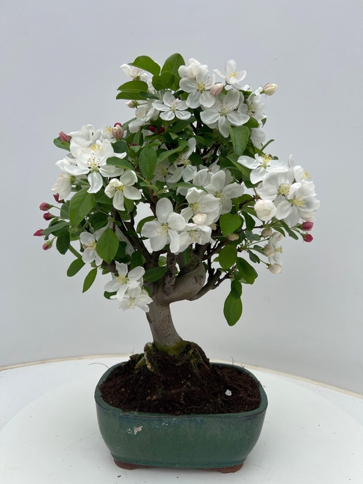 <h4>Malus domestica 21cm.</h4>