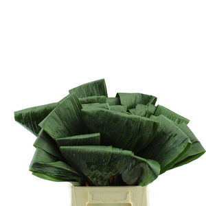 Aspidistra Gevouwen