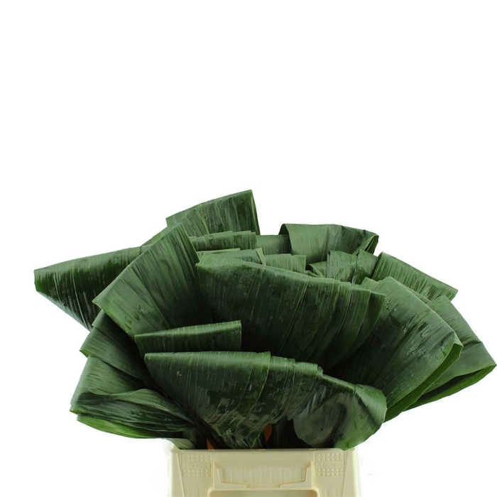 <h4>Aspidistra Gevouwen</h4>