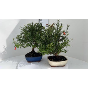 Punica granatum, 19cm.