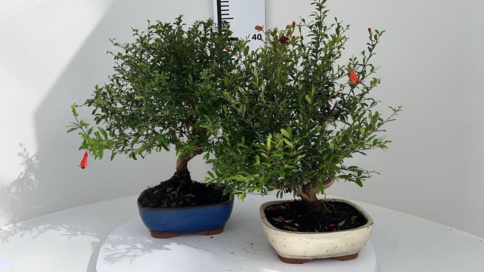 <h4>Punica granatum, 19cm.</h4>