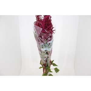 AMARANTHUS VERMELHO 080 CM