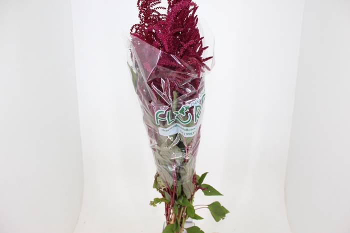 AMARANTHUS VERMELHO 080 CM