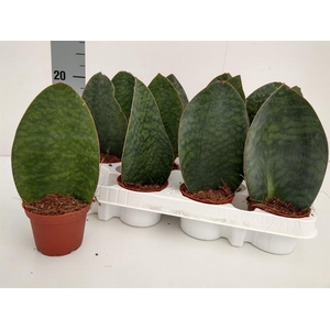 Sansevieria grandis 8Ø 23cm
