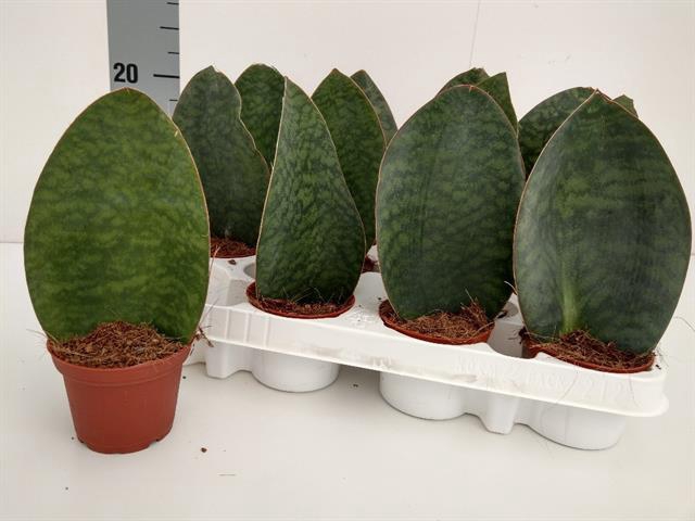 Sansevieria grandis 8Ø 23cm