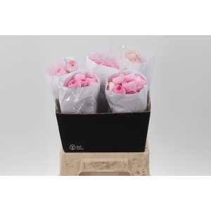 Ran Light Pink Ecu 40cm