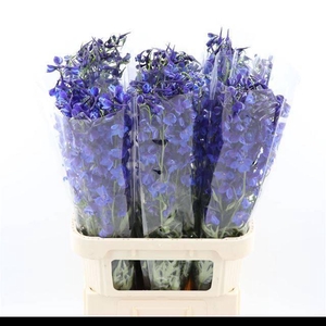 DELPH EN DELDON BLUE