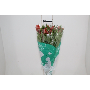 ALSTROEMERIA ORANGE QUEEN 080 CM