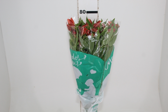 <h4>ALSTROEMERIA ORANGE QUEEN 080 CM</h4>