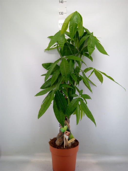 <h4>Pachira aquatica</h4>