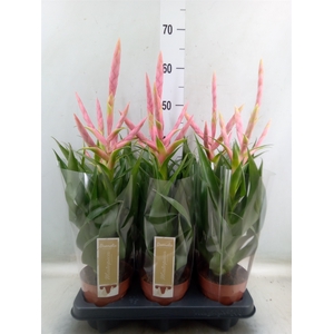 Tillandsia  'Dolce'