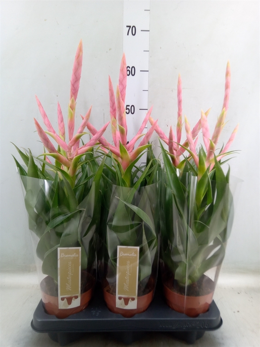 <h4>Tillandsia  'Dolce'</h4>
