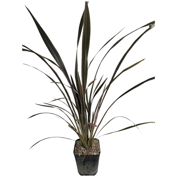<h4>Phormium tenax</h4>