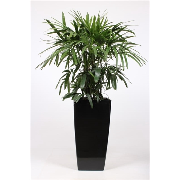 <h4>Rhapis excelsa in Piza pot "antraciet"</h4>