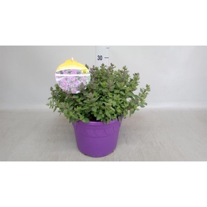 Nepeta faassenii  'Purrsian Blue'