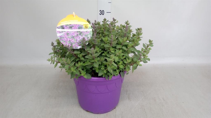 <h4>Nepeta faassenii  'Purrsian Blue'</h4>