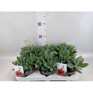 Senecio   ...