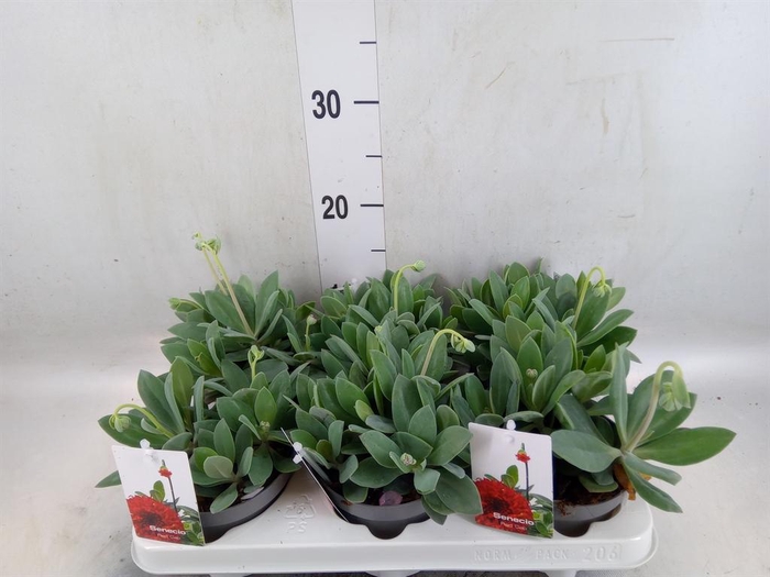 <h4>Senecio   ...</h4>