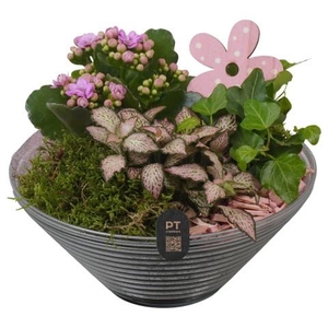 PTIG2659 Arrangementen kamerplanten