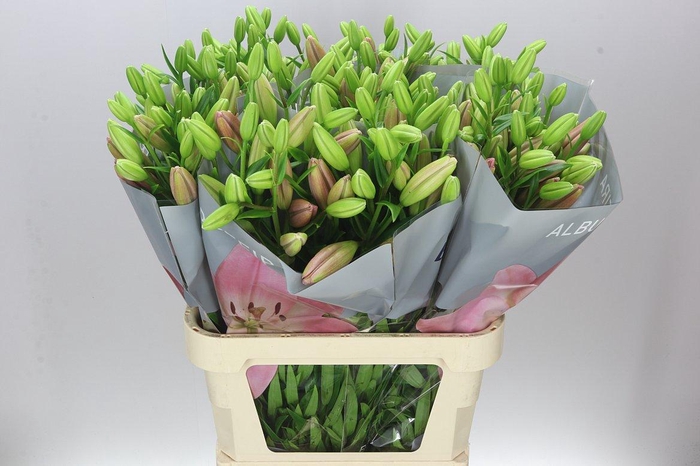 <h4>Lil La Albufeira</h4>