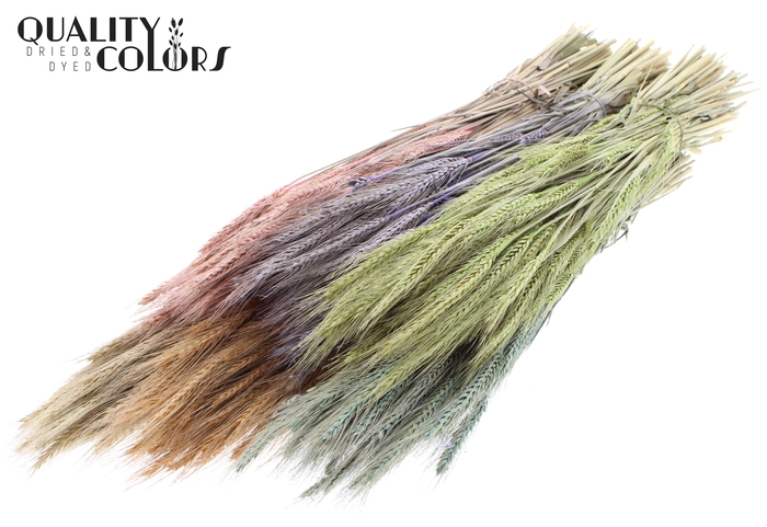 <h4>Triticale per bunch Mixed Colours Frosted</h4>