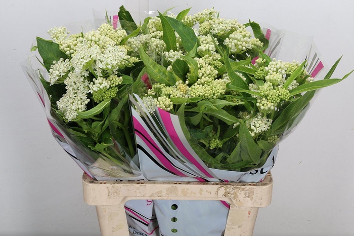 <h4>Asclepias incarnata 'Ice Ballet'</h4>