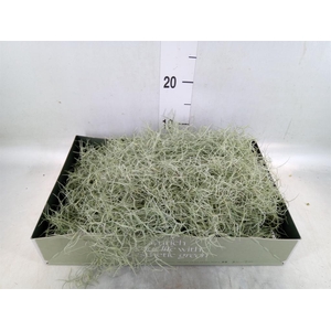 Tillandsia usneoides