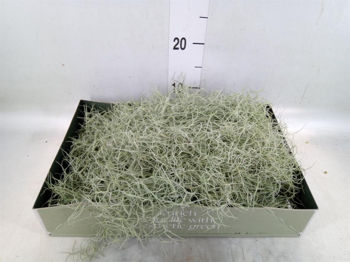 <h4>Tillandsia usneoides</h4>