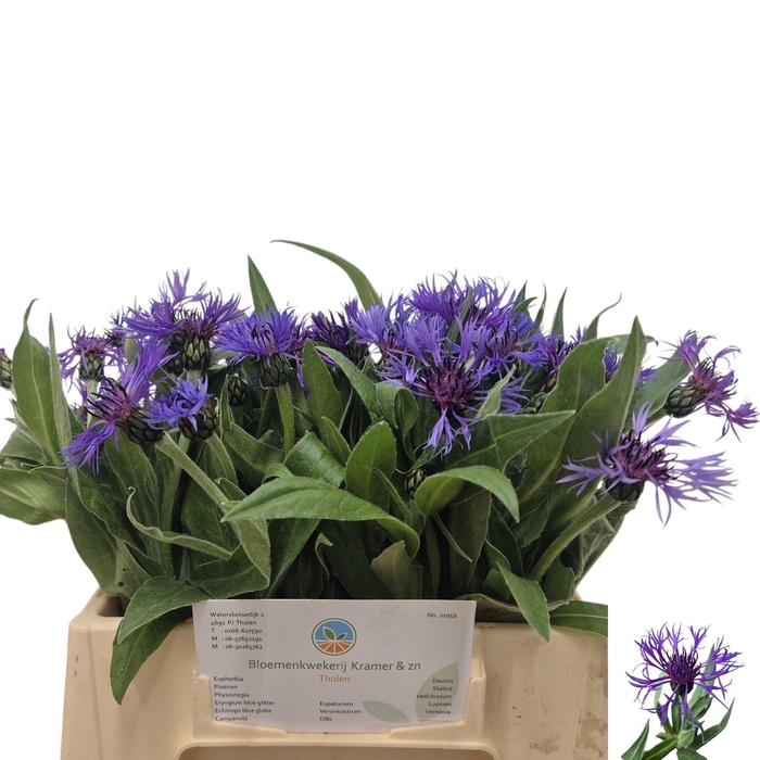 <h4>CENTAUREA MONTANA</h4>