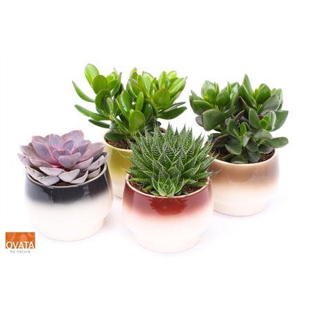 <h4>Succulenten Gemengd In Amalfi A2</h4>