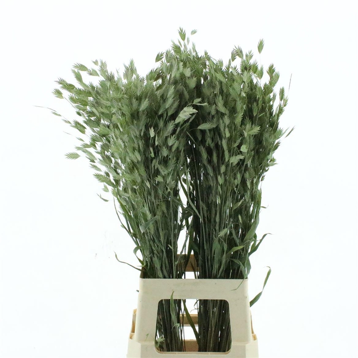 <h4>Dried Chasmanthium Latifol</h4>