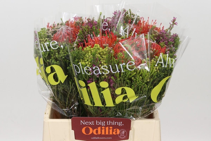 <h4>BQ Nutans 3 Flower</h4>