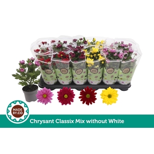 Chrysant Classic Mix - without white
