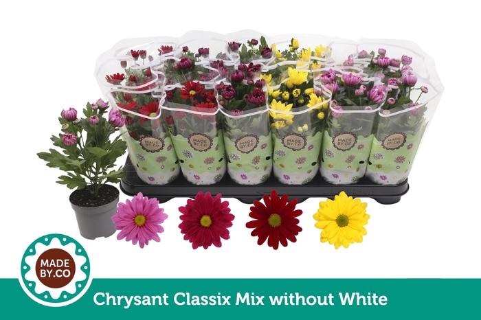 <h4>Chrysant Classic Mix - without white</h4>