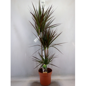 Dracaena marg. 'Magenta'