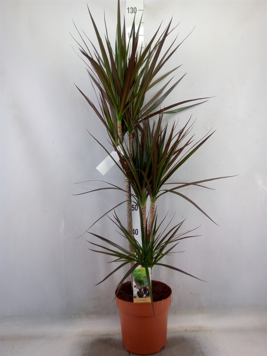 <h4>Dracaena marg. 'Magenta'</h4>