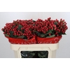Hypericum True Romance