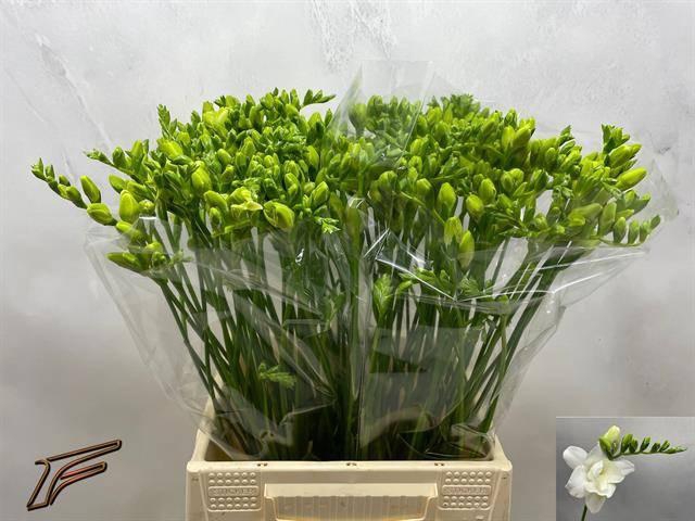 <h4>FR DU VOLANTE</h4>