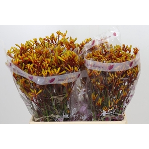 Anigozanthos Kangaroo Paw Mixed