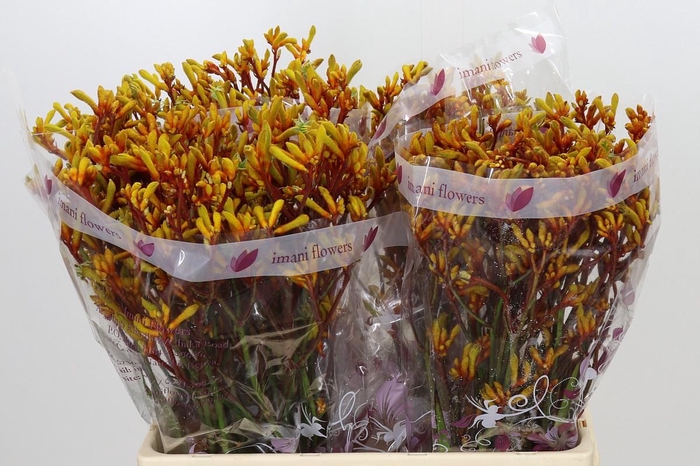 <h4>Anigozanthos Kangaroo Paw Mixed</h4>