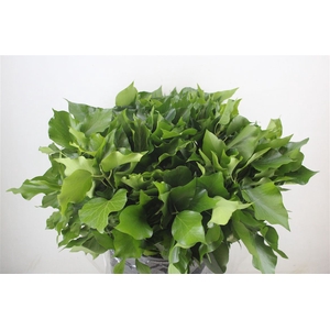 Hedera Leaves 400gr P Bunch