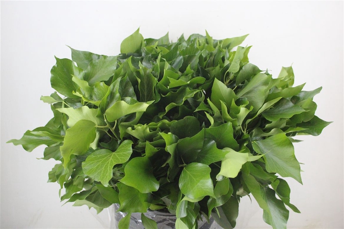<h4>Hedera Leaves 400gr P Bunch</h4>