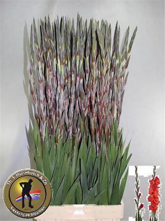 <h4>Glad Gr Fortuna Red</h4>