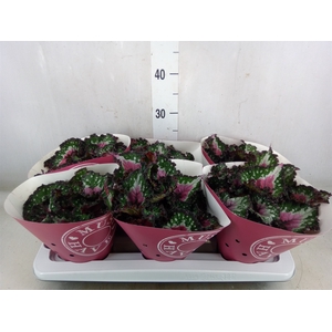 Begonia BD 'Purple Blush'