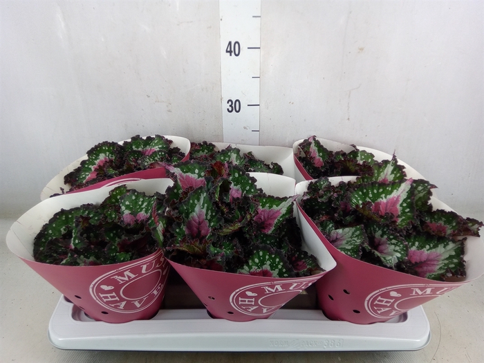 <h4>Begonia BD 'Purple Blush'</h4>